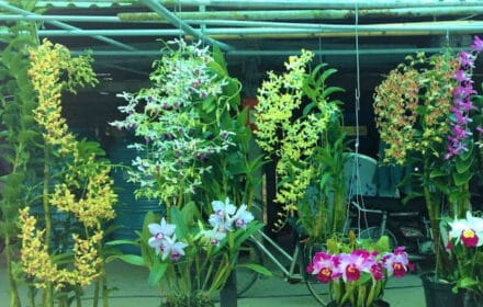 Máy Bơm Phun Sương Tưới Lan