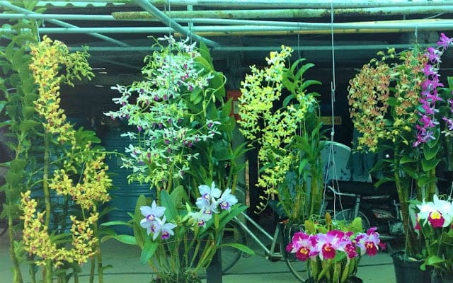 Máy Bơm Phun Sương Tưới Lan