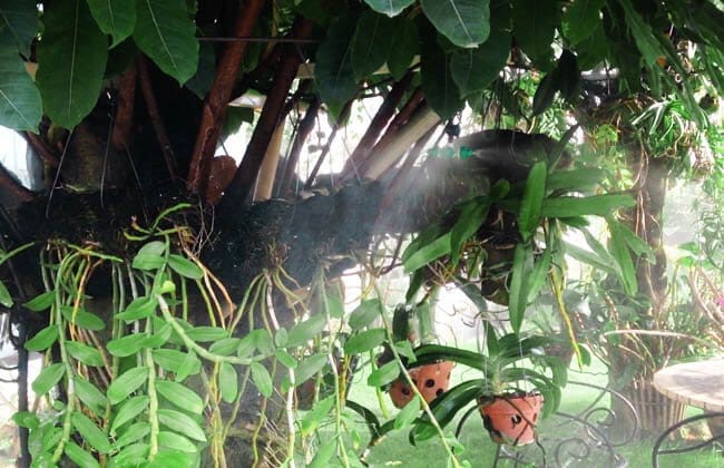 Máy Bơm Phun Sương Tưới Lan